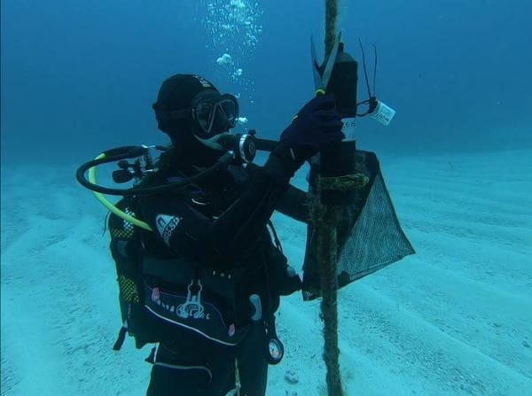 Image: Researcher Dr Lucy Mead with acoustic receiver