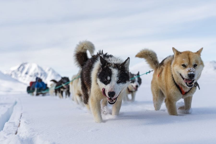Image: sled dogs in Greenland