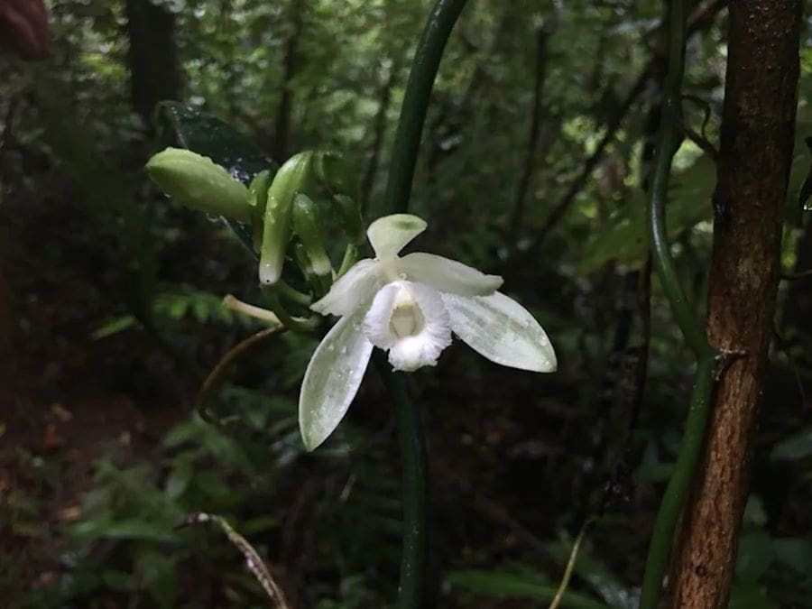Climate change threatens wild Vanilla and its pollinators, study warns Image: flower