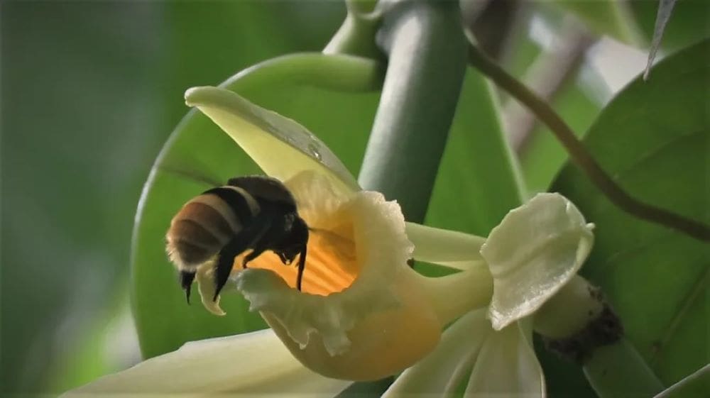 Climate change threatens wild Vanilla and its pollinators, study warns Image: bee visiting a flower of Vanilla pompona