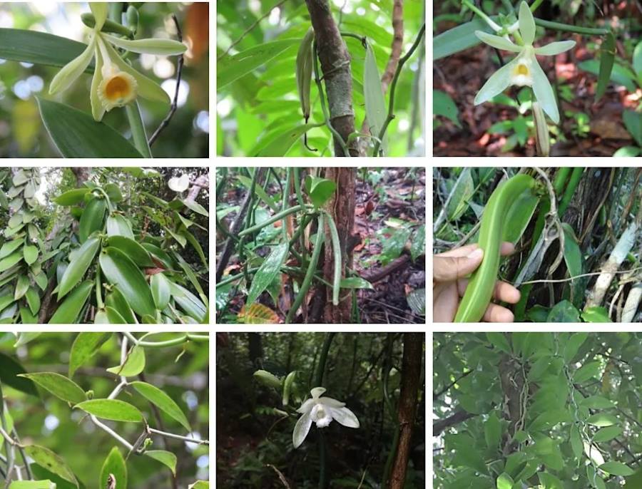 Image: Various wild vanilla species