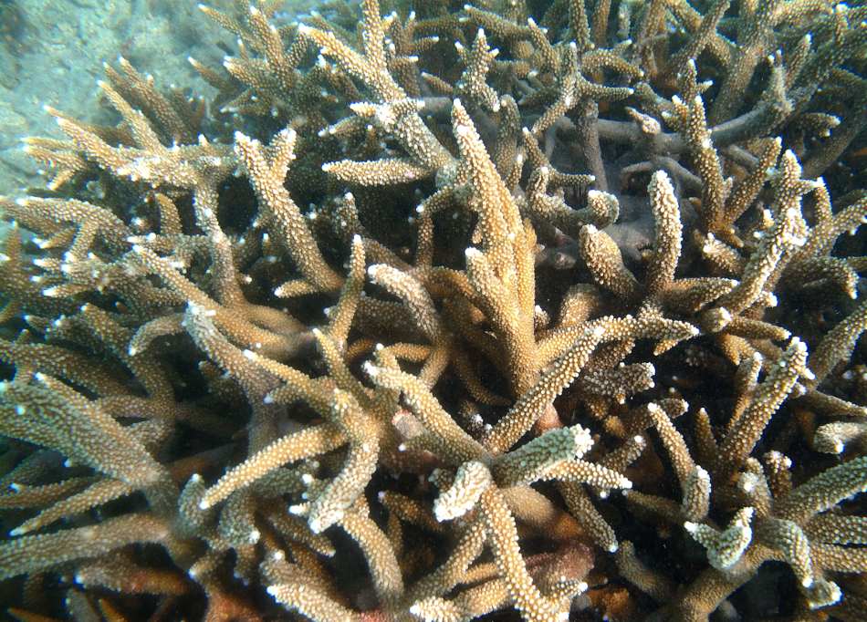 Corals show surprising survival strategies under ocean acidification Image: Coral Acropora muricata
