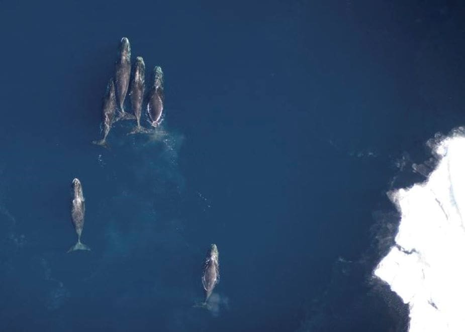 Bowhead whale samples reveal link between Arctic warming and rising algal toxins Image: Bowhead whales