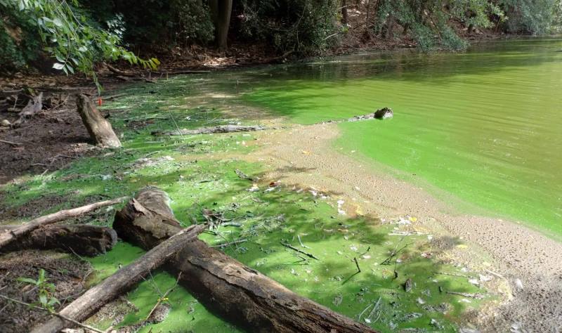 Image: Algal bloom, lake (s. science, climate, Muser)