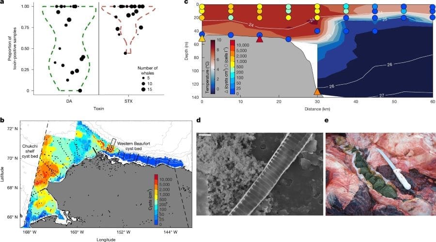 Bowhead whale samples reveal link between Arctic warming and rising algal toxins Image: Ilustration (Fig1 study) (s. whales, algal toxins)