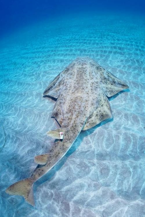Image: an angelshark 