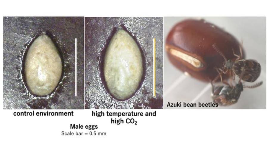 Climate Science Digest: July 11, 2025 Image: Azuki bean beetles and variation in egg size across environmental conditions