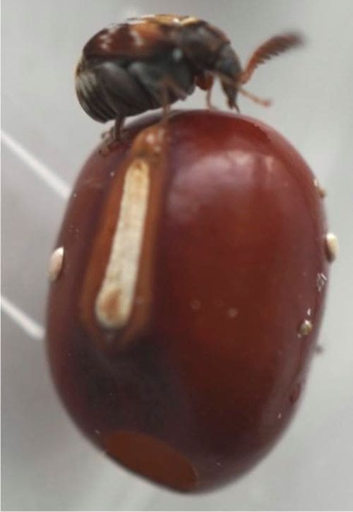 Image: The azuki bean beetle (Callosobruchus chinensis)