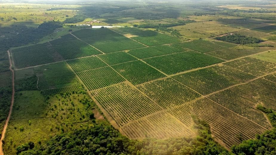 Tree planting patterns boost forest productivity and carbon cycling Image: Aerial view of block plantations in Brazil (s. planting trees)