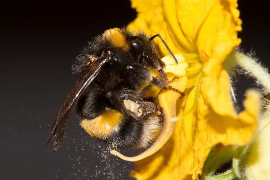 Heat and heavy metals are changing the way that bees buzz Image: A buff-tailed bumblebee (Bombus terrestris)