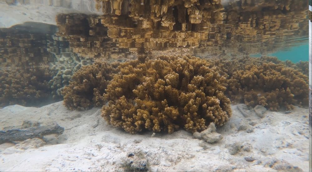 Image: A gold-yellow, spiky specimen of rice coral underwater
