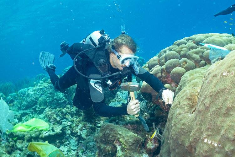 Image: Ty Roach in a scuba suit underwater, using a mallet and pick to harvest coral