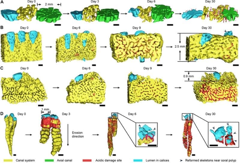 Image: Skeleton-Forming Responses of Reef-Building Corals under Ocean Acidification