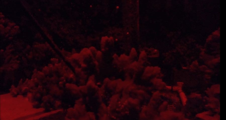 Image: coral spawning