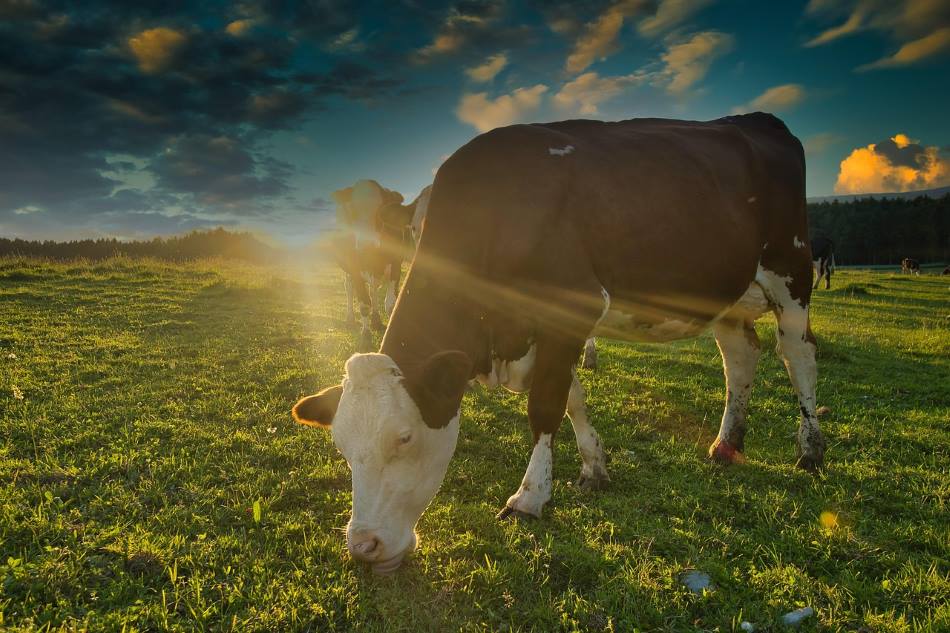 Heatwaves slash milk yields despite cooling tech, study finds Image: Cow, Sun, Field