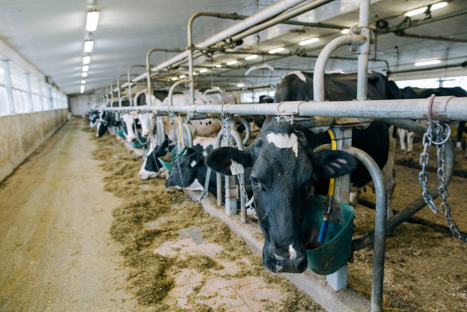 Heatwaves slash milk yields despite cooling tech, study finds Image: a herd of cows standing next to each other in a barn