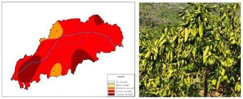 Image: collage - Severe drought affected most areas of the TGR on 29 September 2024 (left). Drought-affected navel orange branches with withered foliage in Xingshan county in late September (right)