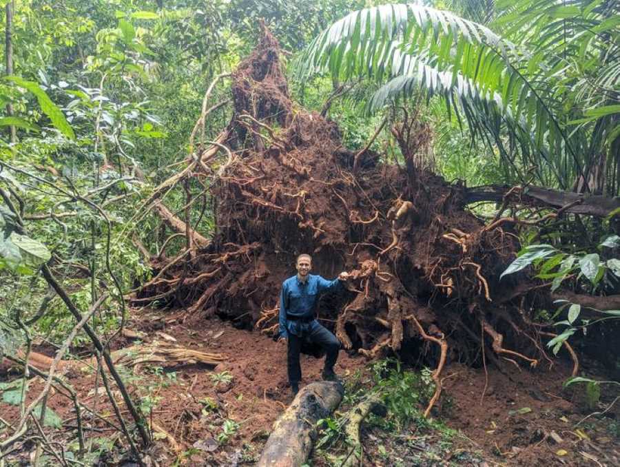 Image: forest ecologist Evan Gora stands near the roots of a tree knocked over by winds from a thunderstorm