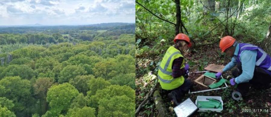 Climate Science Digest: July 15, 2025 Image: Researchers at BIFoR FACE