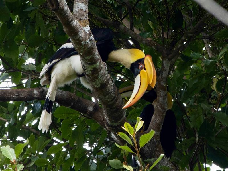 Image: A great hornbill (Buceros bicornis) in Khao Yai National Park, Thailand (s. science, climate, Muser)