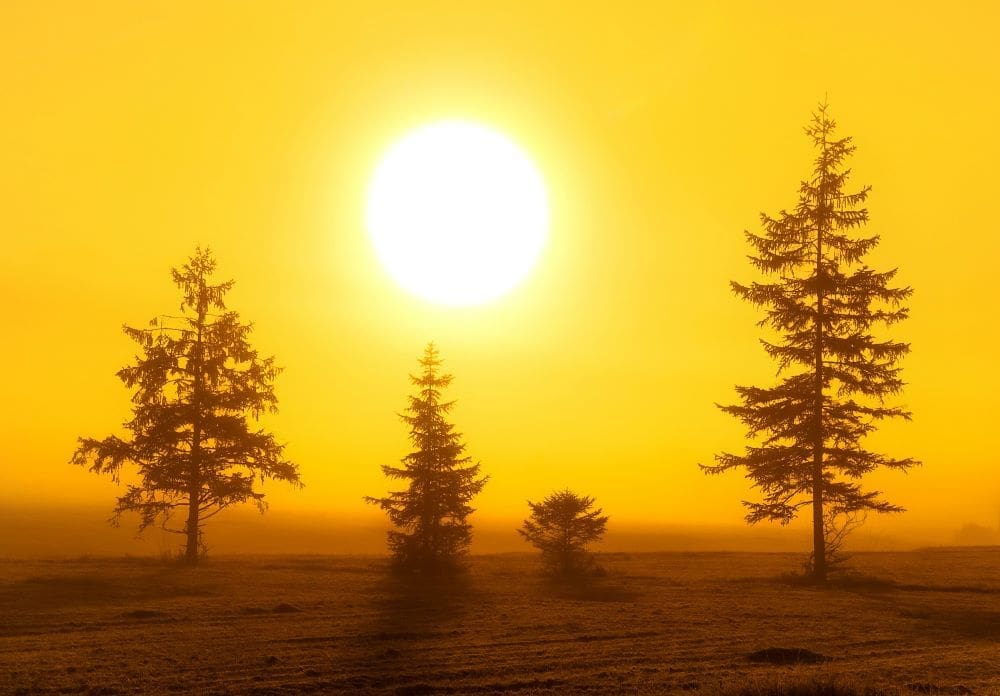 Image: green trees under sunny sky (s. heatwave, global warming)