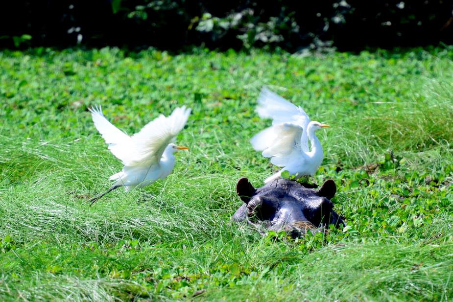Image: Symbiosis between herons and hippos in the An-ôr lagoon, Orango National Park (s. Bijagos archipelago)