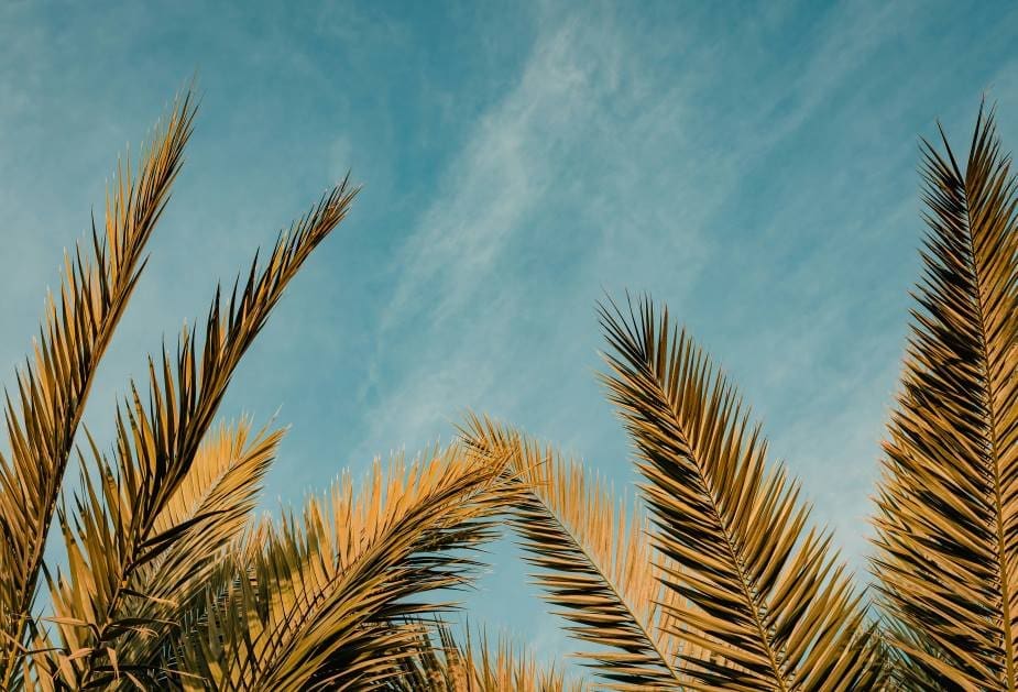 Image: palm tree under blue sky (s. heatwave, climate)