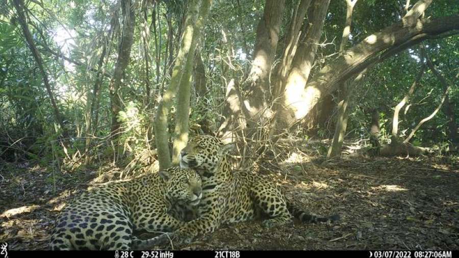 Climate Science Digest: July 15, 2025 Image: Jaguars, Brasil