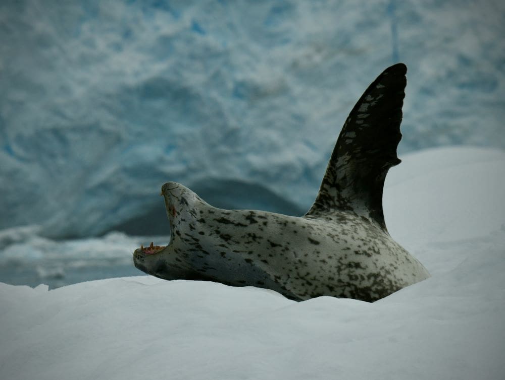 Image: A leopard seal lies in an iceberg in Antarctica