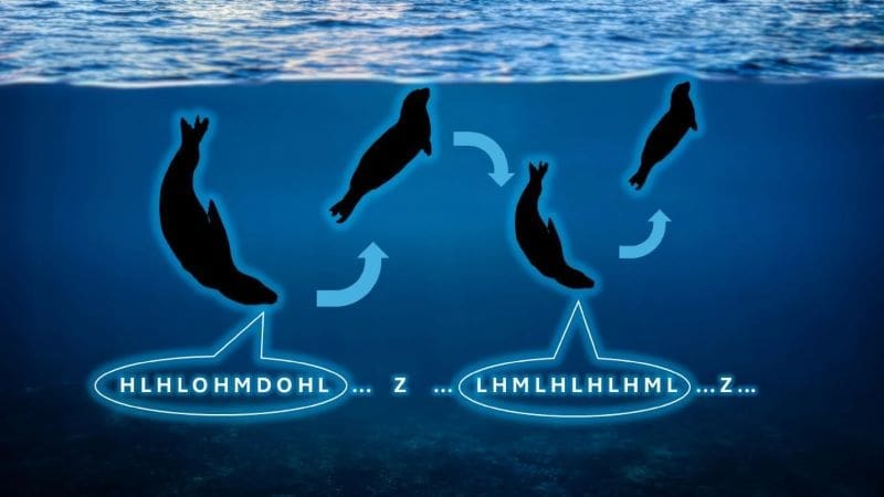 Image: Typical behaviour of leopard seals vocalisations 