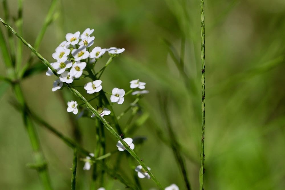 How plants fight drought with a hidden cellular ally Image: plant with flowers