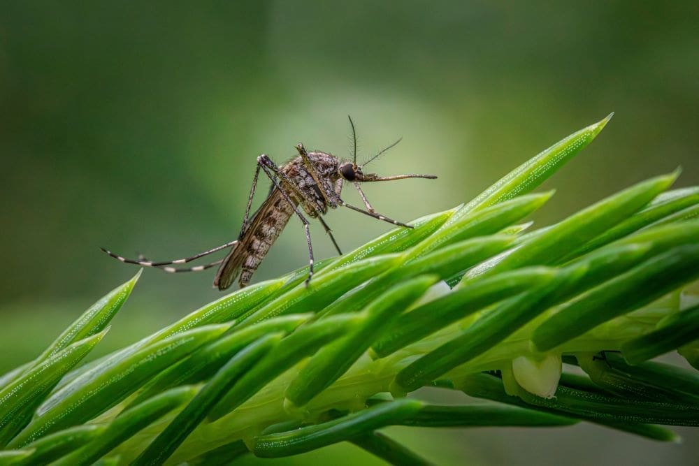 Image: a close up of a mosquito on a plant