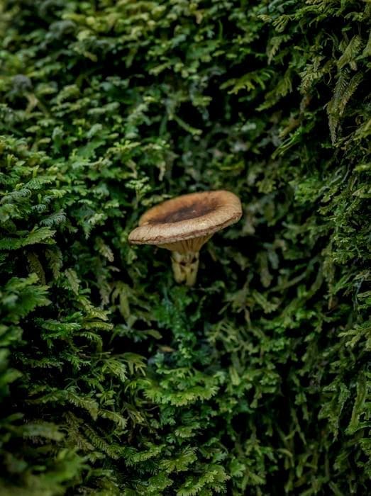 Climate Science Digest: July 24, 2025 Image: Mycorrhizal mushroom (Austropaxillus betuloides)