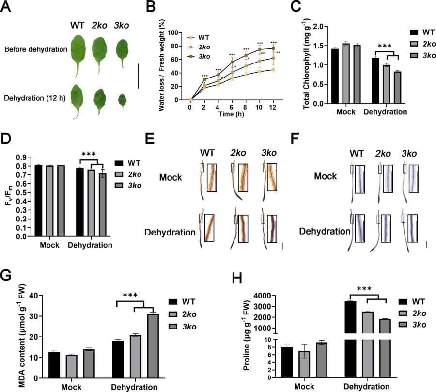 How plants fight drought with a hidden cellular ally Image: Graphic ill. - Physiological responses to drought stress