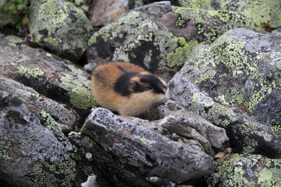 Image: Norwegian lemming 