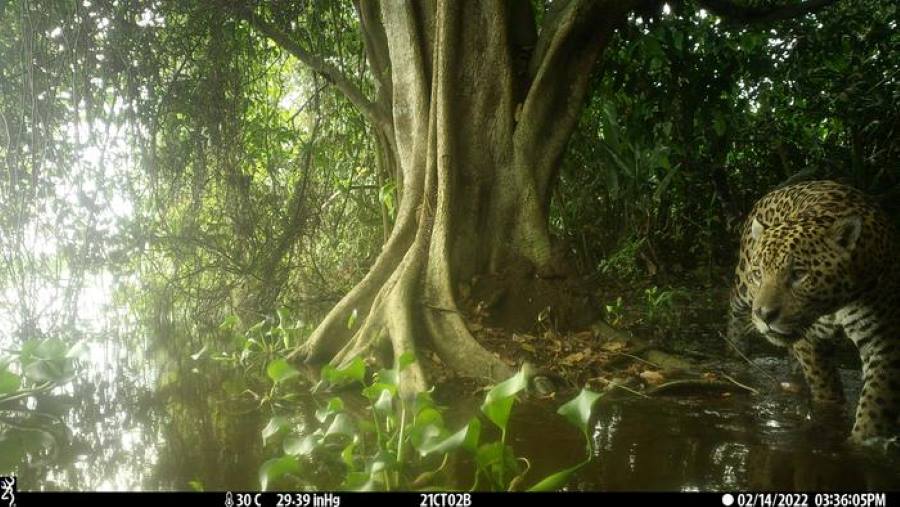 Climate Science Digest: July 15, 2025 Image: Jaguar in Pantanal, Brazil