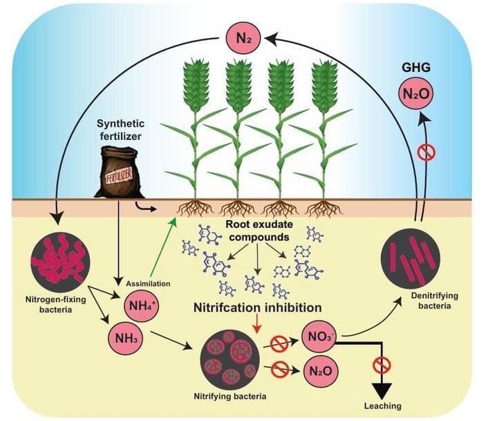 Image: Schematic representation of inorganic nitrogen cycling in soil and the role of BNIs from plant root exudates in curbing the nitrification process (s. science, climate, Muser)