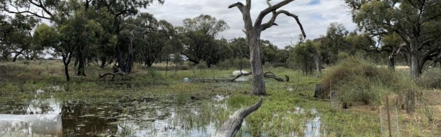 Image: wetland (s. wetland restoration project)