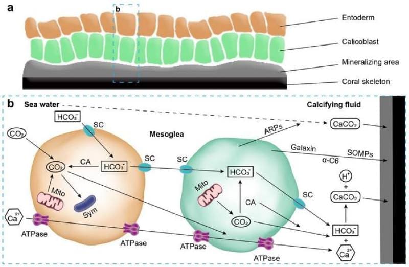 Image: Role of skeletome in coral skeleton formation process