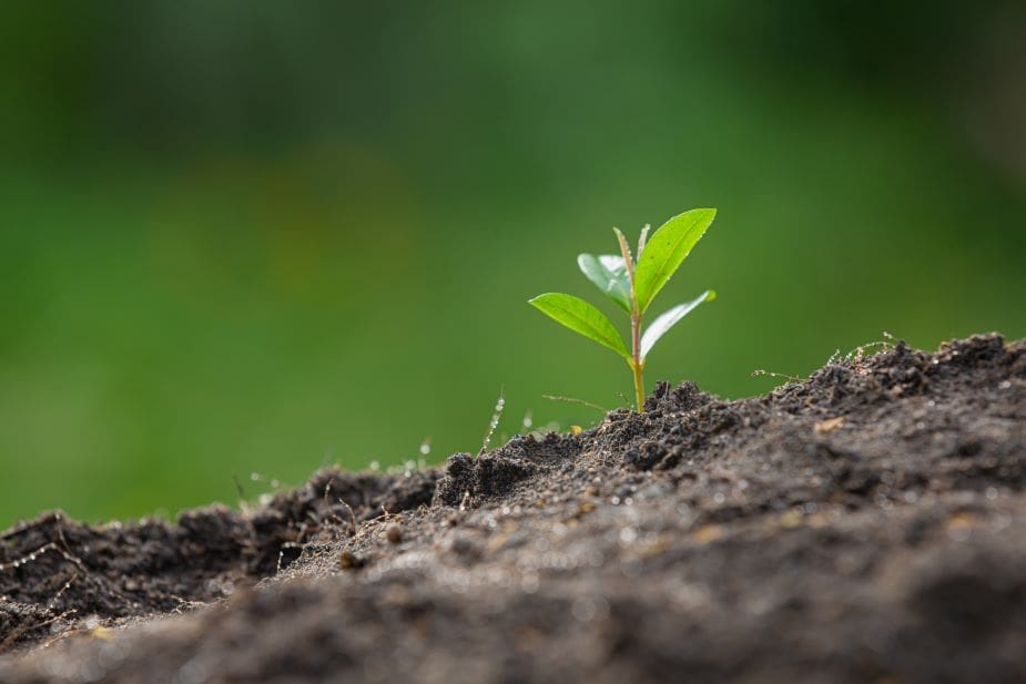 Image: Close up picture of the sapling of the plant is growing (s. science)