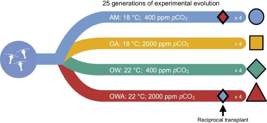 Climate Science Digest: July 24, 2025 Image: Schematic of the experimental design