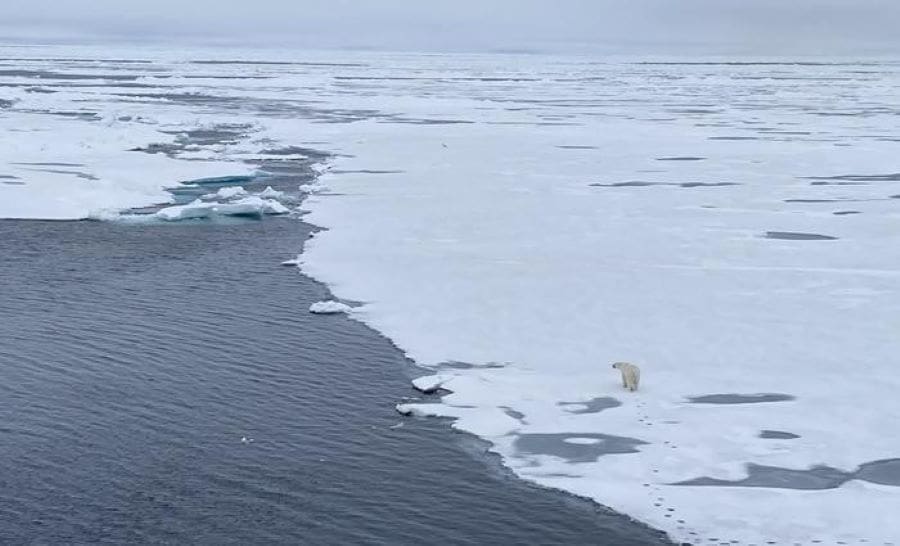 Image: Life on the Arctic Ocean sea ice 