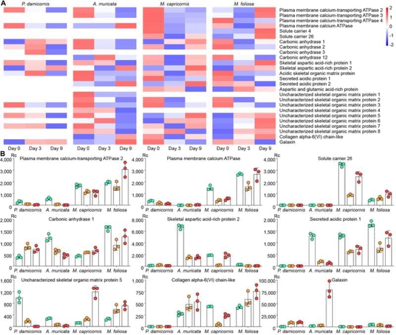 Corals show surprising survival strategies under ocean acidification Image: Gene expression changes of skeletome in the 4 reef-building corals under acidic stress