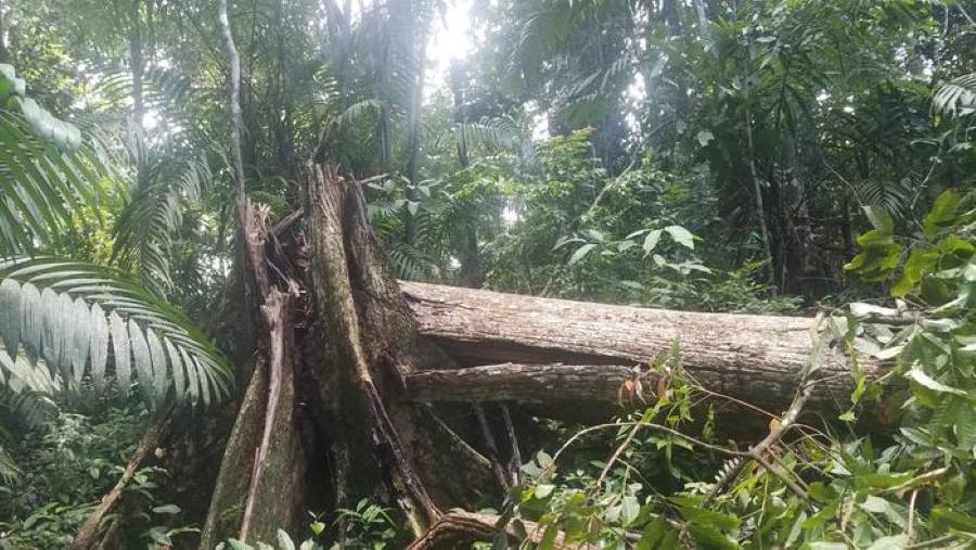 Image: Snapped tree, storm damage 