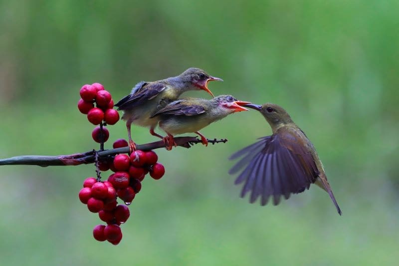 Climate Science Digest: July 30, 2025 Image: sunbird feeding its chicks (s. science, climate, Muser)