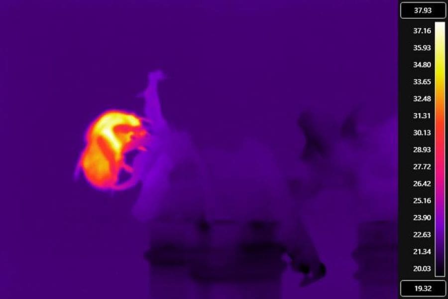 Image: A thermal image of a buff-tailed bumblebee during buzz-pollination (s. bees buzz, climate)