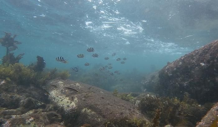 Image: tropical fishes 