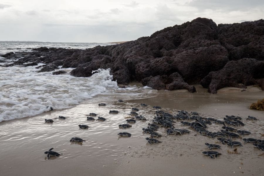 G.Bissau's Bijagos archipelago added to UNESCO World Heritage list Image: Young green turtles on their way to the sea at sunset, Poilão, João Vieira and Poilão National Marine Park (s. Bijagos archipelago)
