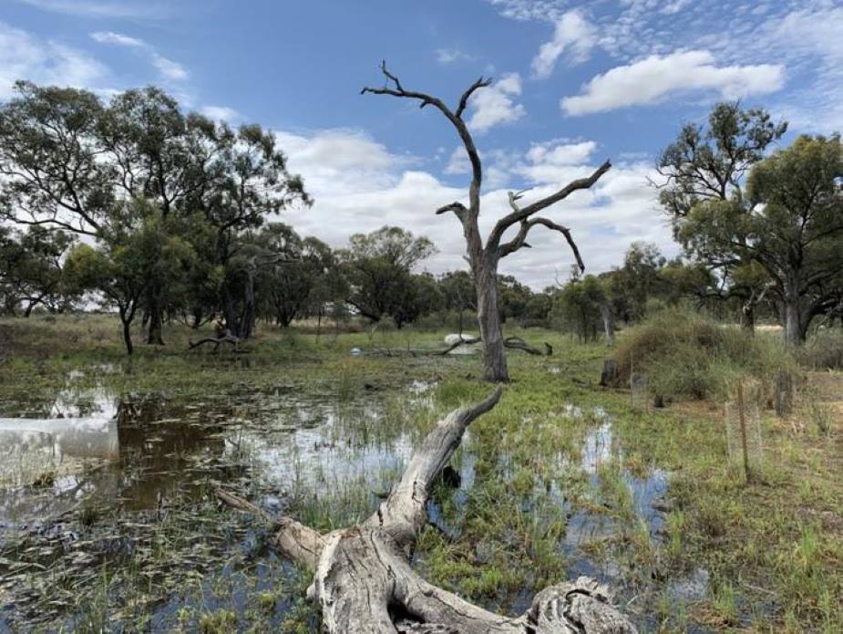 Wetland restoration slashes carbon by 39% and boosts drought resilience in one year Image: Image of restored wetland