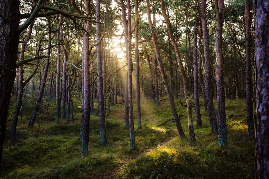 Image: Young Forest, Nature, Sun